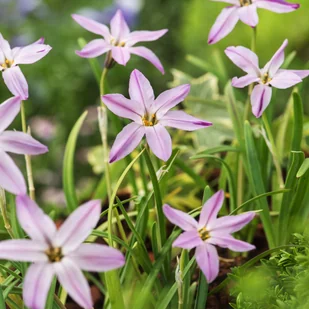 Ipheion Charlotte Bishop 10 szt cebulki - Nasiona i cebule - miniaturka - grafika 1