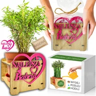 Nasiona i cebule - Prezent na DZIEŃ BABCI Bambus Mrozoodporny Zestaw do uprawy -20 C Nasiona - miniaturka - grafika 1