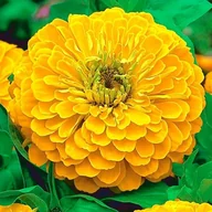 Nasiona i cebule - Cynia Wytworna Daliowa Canary Bird - Żółta (Zinnia Elegans Dahliaeflora) - miniaturka - grafika 1