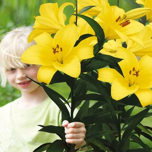 Lilia Drzewiasta Yellow Planet 1 szt cebulki Lilie - Nasiona i cebule - miniaturka - grafika 1