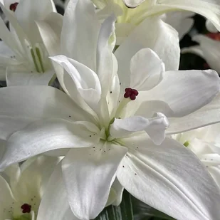Lilia Pura doniczkowa pełna Pura Puro 1 szt. cebule cebulki lilii lilie - Nasiona i cebule - miniaturka - grafika 1