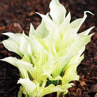 Hosta Funkia White Feather 1 szt. - Nasiona i cebule - miniaturka - grafika 1