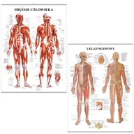 Mapy i plansze edukacyjne - Zestaw plansz anatomicznych - Mięśnie i Nerwy (PL) - miniaturka - grafika 1