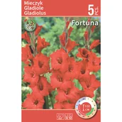 Nasiona i cebule - Mieczyk Fortuna czerwony 5 szt. cebulki kwiatów - miniaturka - grafika 1