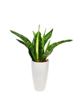 Kwiaty doniczkowe - Sansewiera Dragon Sansevieria Aubrytiana smocza P17 - miniaturka - grafika 1