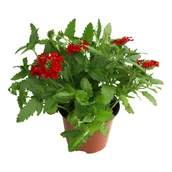 Kwiaty doniczkowe - Verbena wysokośc 25 cm doniczka - miniaturka - grafika 1