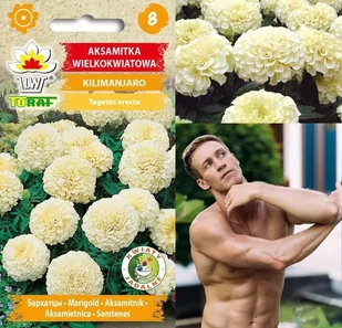 Aksamitka Kilimanjaro nasiona kwiatów 0,3g TORAF - Nasiona i cebule - miniaturka - grafika 1