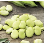 Nasiona i cebule - Bób Bolero 1000G Nasiona Bardzo Plenny Wczesny 1KG - miniaturka - grafika 1