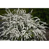 Kwiaty doniczkowe - Tawuła szara 'Grefsheim' - miniaturka - grafika 1