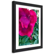 Plakaty - Plakat w ramie czarnej, Różowy duży kwiat (Rozmiar 60x90) - miniaturka - grafika 1