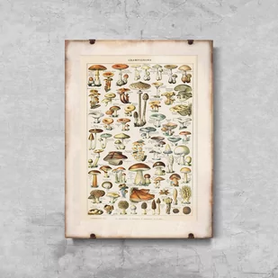 Plakat do pokoju Grzyby 1909 Adolphe Millot - Plakaty - miniaturka - grafika 1
