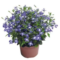 Kwiaty doniczkowe - Lobelia rabatowa don 9 cm - miniaturka - grafika 1