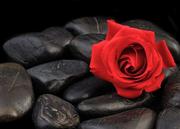 Fototapety - Nice Wall Róża na kamieniach - fototapeta FM0511 - miniaturka - grafika 1