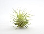 Kwiaty doniczkowe - Tillandsia IONANTHA RUBRA R~6 cm - miniaturka - grafika 1