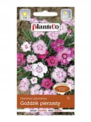 Nasiona i cebule - Plantico Goździk pierzasty mix - miniaturka - grafika 1