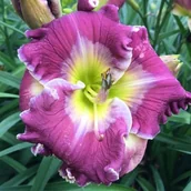 Nasiona i cebule - Liliowiec Ring The Bells of Heaven 1 szt. - miniaturka - grafika 1