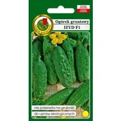 Nasiona i cebule - Ogórek gruntowy Izyd 5g Wczesny Plenny Odporny - miniaturka - grafika 1