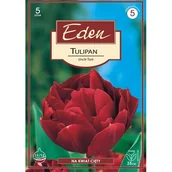 Nasiona i cebule - Tulipan pełny Uncle Tom 5 sztuk Eden - miniaturka - grafika 1