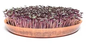 Nasiona i cebule - Legutko Microgreens Bazylia Czerwona 100g Mic000014 - miniaturka - grafika 1