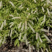 Kwiaty doniczkowe - Itea wirginijska 'Henry's Garnet' Doniczka 2.0L (Itea virginica) - miniaturka - grafika 1