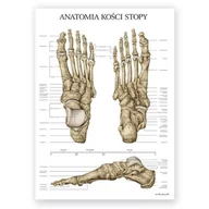 Mapy i plansze edukacyjne - Plakat anatomiczny - Kości stopy - Marta Pawelec - miniaturka - grafika 1
