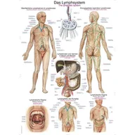 Mapy i plansze edukacyjne - Tablica anatomiczna - Układ limfatyczny (ENG/DE) - 70x100 cm - miniaturka - grafika 1
