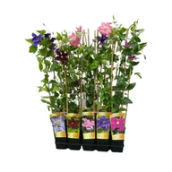 Kwiaty doniczkowe - Powojnik C2 z kratką mix - miniaturka - grafika 1