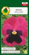 Nasiona i cebule - BRATEK SZWAJCARSKI RÓŻOWY Z PLAMĄ 0,8g - miniaturka - grafika 1