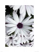 Plakaty - Białe Kwiaty - Reprodukcja - miniaturka - grafika 1
