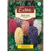 Nasiona i cebule - Hiacynt mix 5 sztuk Eden - miniaturka - grafika 1