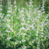 Nasiona i cebule - Melissa Officinalis Melisa lekarska 1 szt. doniczka P9 - miniaturka - grafika 1