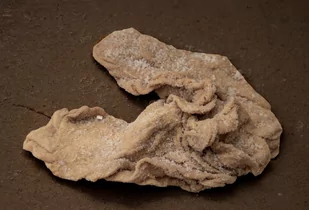 Kątnica wieprzowa 0,3 mb - Artykuły masarskie - miniaturka - grafika 1