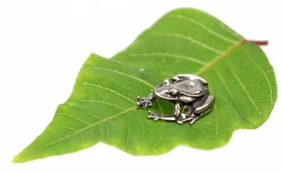 Żabka Mosiężna III Na Pomnażanie Pieniędzy Z Monetą SREBRNA - Gadżety dla niej i dla niego - miniaturka - grafika 4