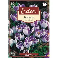 Nasiona i cebule - Krokus wiosenny King of striped - 10 sztuk Eden - miniaturka - grafika 1