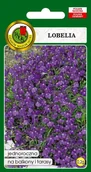 Nasiona i cebule - Lobelia Mitternachtsblau Fioletowa 0.2 g PNOS - miniaturka - grafika 1