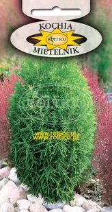 KOCHIA MIETELNIK LETNI 1g - Nasiona i cebule - miniaturka - grafika 1