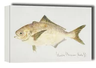 Obrazy i zdjęcia na płótnie - Antique fish seriolella punctata silver warehou, F. E. Clarke - obraz na płótnie Wymiar do wyboru: 70x50 cm - miniaturka - grafika 1