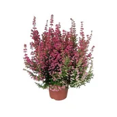 Kwiaty doniczkowe - Wrzosiec delikatny Erica misterline mix kolorów - miniaturka - grafika 1
