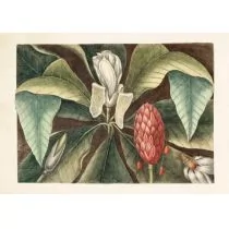 Skona Ting Karnet z kopertą magnolia - Kartki okolicznościowe i zaproszenia - miniaturka - grafika 1