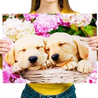 Zabawki kreatywne - Haft Diamentowy Diamond Painting,DIAMENTOWY MALARZ,Obraz DIY 5D,Mozaika Diamentowa 30x40, Pies - miniaturka - grafika 1