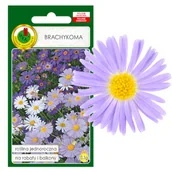 Nasiona i cebule - Brachykoma Mieszana Na Rabaty Skalniak Kwiat Nasiona - miniaturka - grafika 1