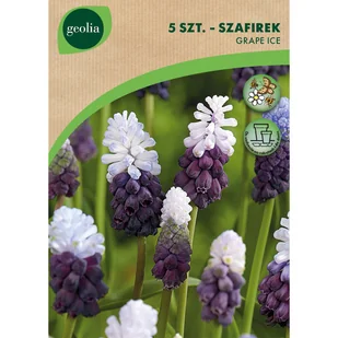Szafirek Grape Ice 6/+ 5szt. Cebulki kwiatów Geolia - Nasiona i cebule - miniaturka - grafika 1