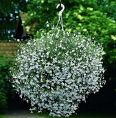 Nasiona i cebule - LOBELIA ZWISAJĄCA BIAŁA 1000 NASION - miniaturka - grafika 1