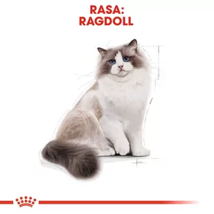 ROYAL CANIN Ragdoll Adult 2kg + niespodzianka dla kota GRATIS! - Sucha karma dla kotów - miniaturka - grafika 2