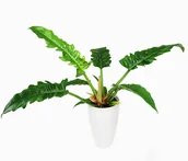 Kwiaty doniczkowe - Filodendron Tygrysi Ząb Philodendron Narrow Escape P14 - miniaturka - grafika 1