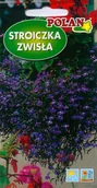 Nasiona i cebule - Lobelia -Stroiczka zwisająca niebieska 0.1 g POLAN - miniaturka - grafika 1