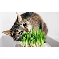 Nasiona i cebule - KOCIA TRAWA PRZYSMAK KOTA DUŻA PACZKA NASION - miniaturka - grafika 1