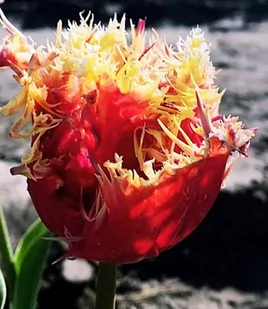 Tulipan nr 133 5 szt cebulki Tulipany - Nasiona i cebule - miniaturka - grafika 1