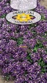 Nasiona i cebule - SMAGLICZKA NADMORSKA FIOLETOWA 0,5g - miniaturka - grafika 1
