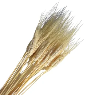 [59035] Suszone zboże jęczmień wybielony wiązka około 25szt - Sztuczne kwiaty - miniaturka - grafika 1